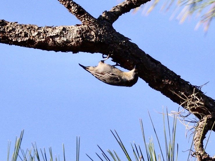 Brown-headed Nuthatch - ML640487695