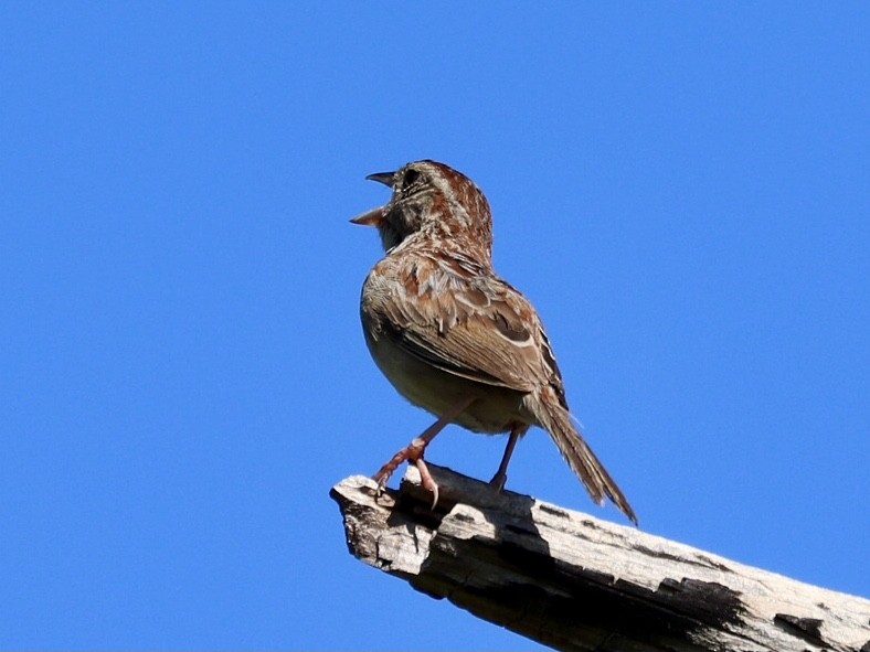 Bachman's Sparrow - ML640487712