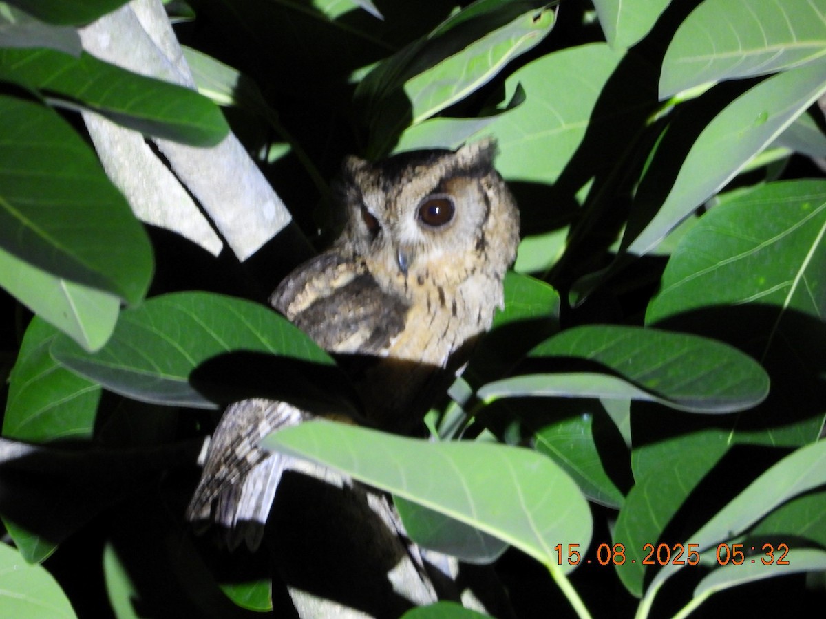 Indian Scops-Owl - ML640487731