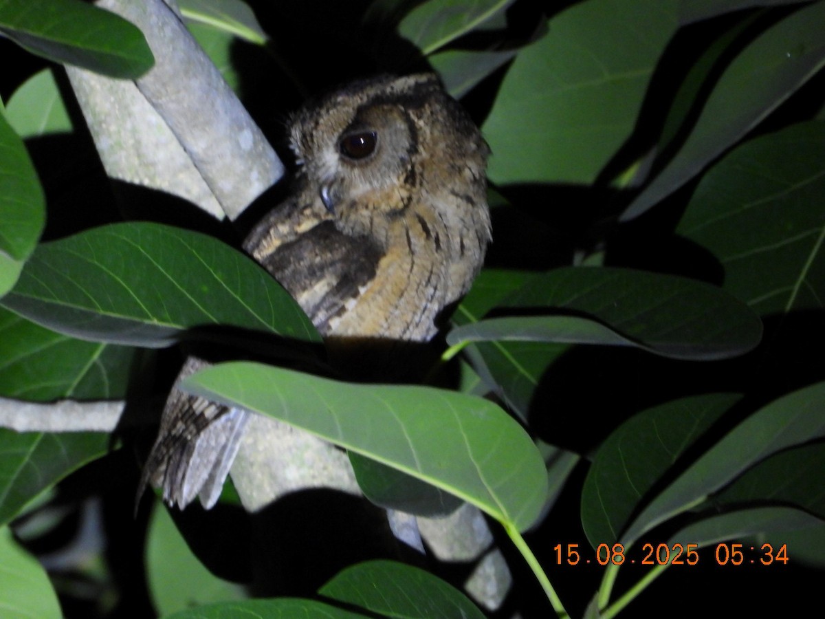 Indian Scops-Owl - ML640487732