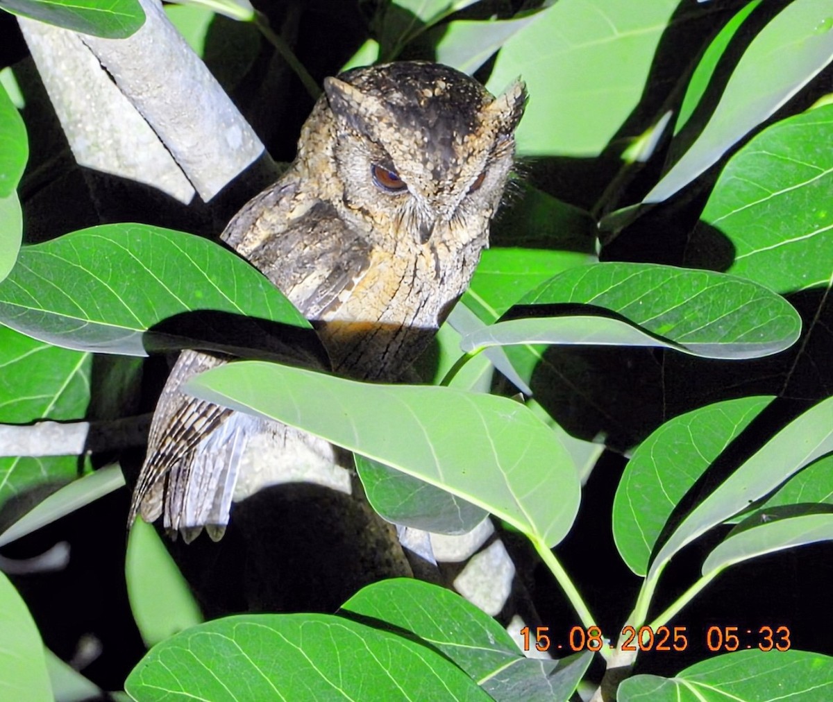 Indian Scops-Owl - ML640487734