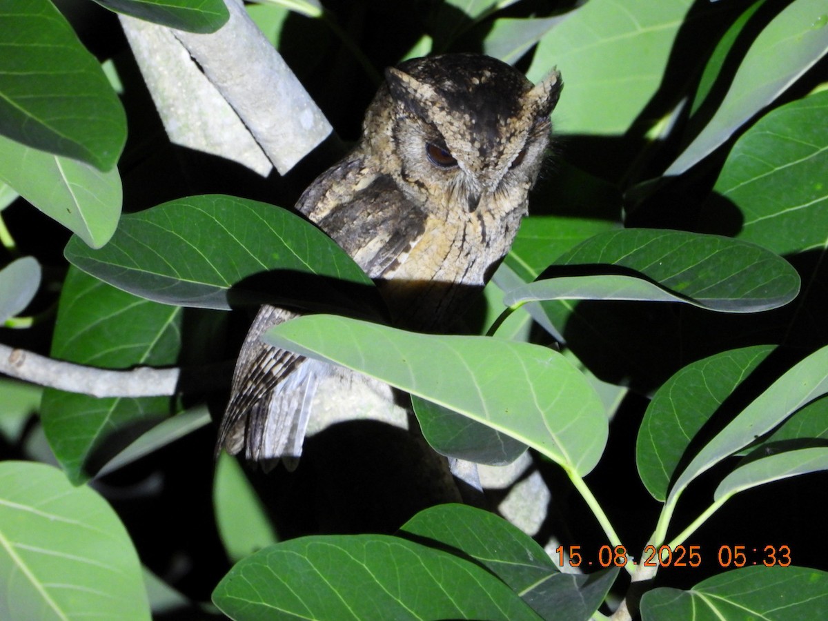 Indian Scops-Owl - ML640487735