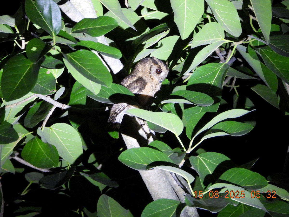 Indian Scops-Owl - ML640487736