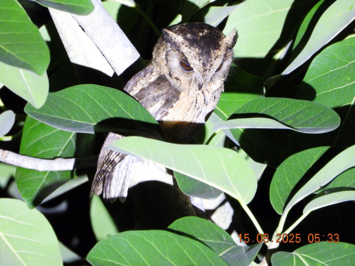 Indian Scops-Owl - ML640487737