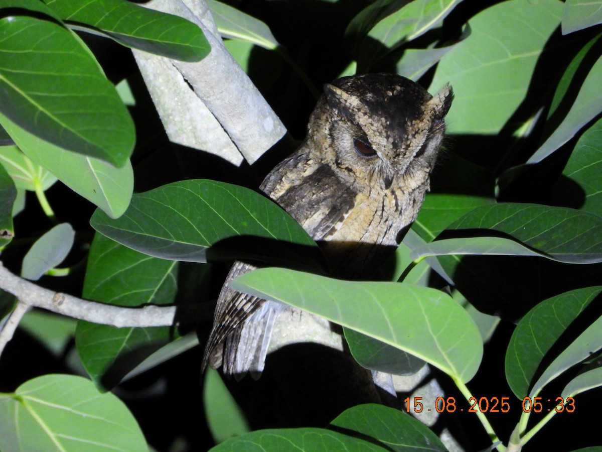 Indian Scops-Owl - ML640487738
