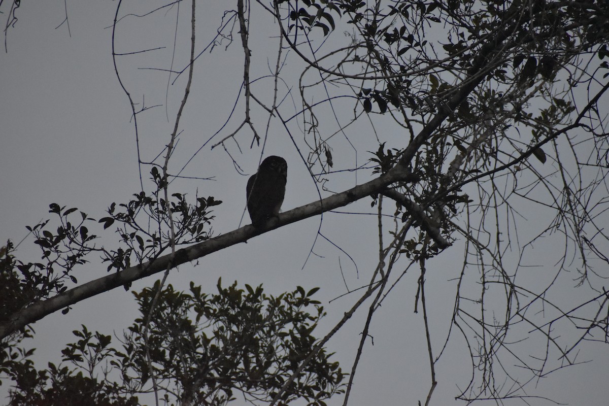 Spectacled Owl - ML640487830