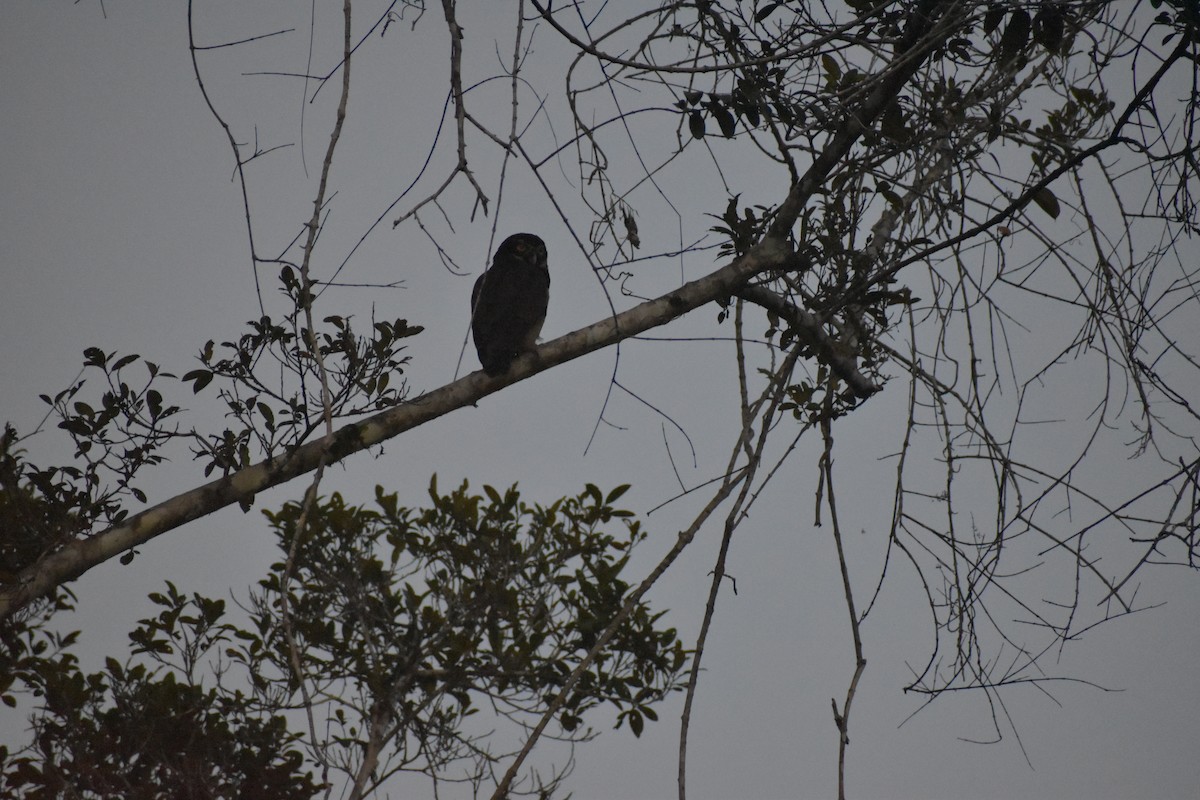 Spectacled Owl - ML640487832