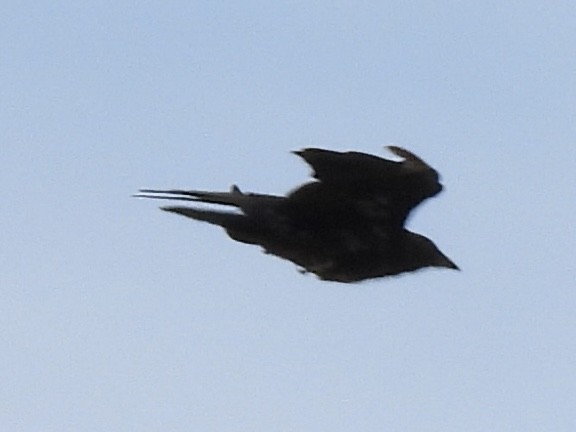 American Crow - ML640487833