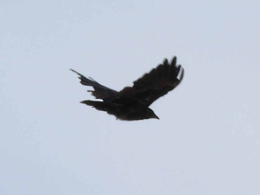 American Crow - ML640487834