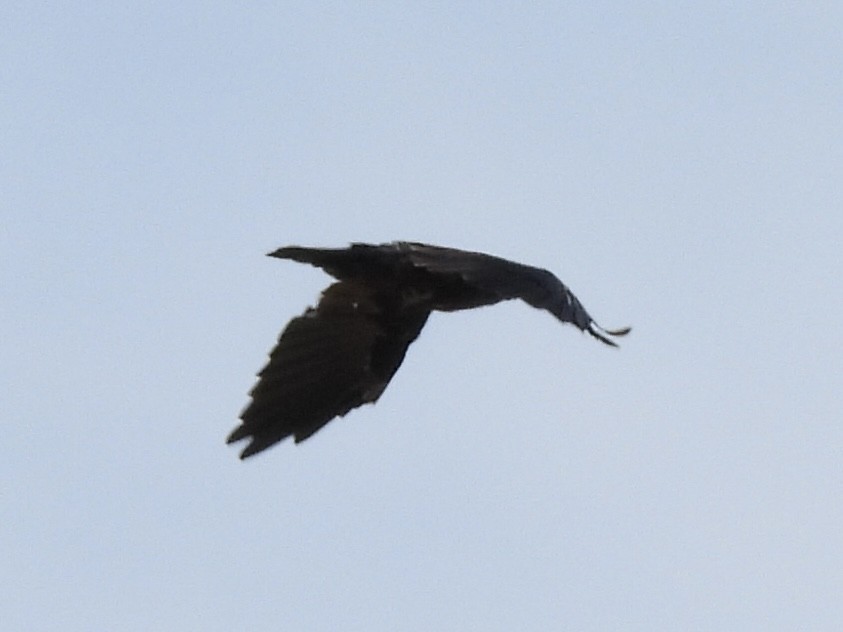 American Crow - ML640487835