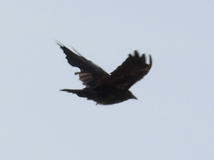 American Crow - ML640487836