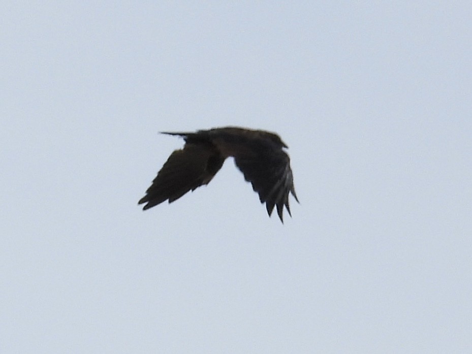 American Crow - ML640487837
