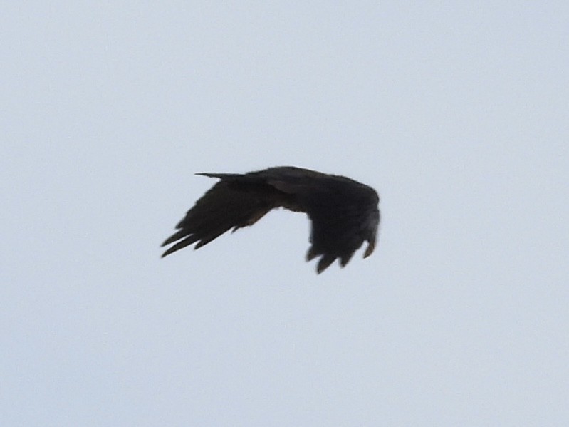 American Crow - ML640487838