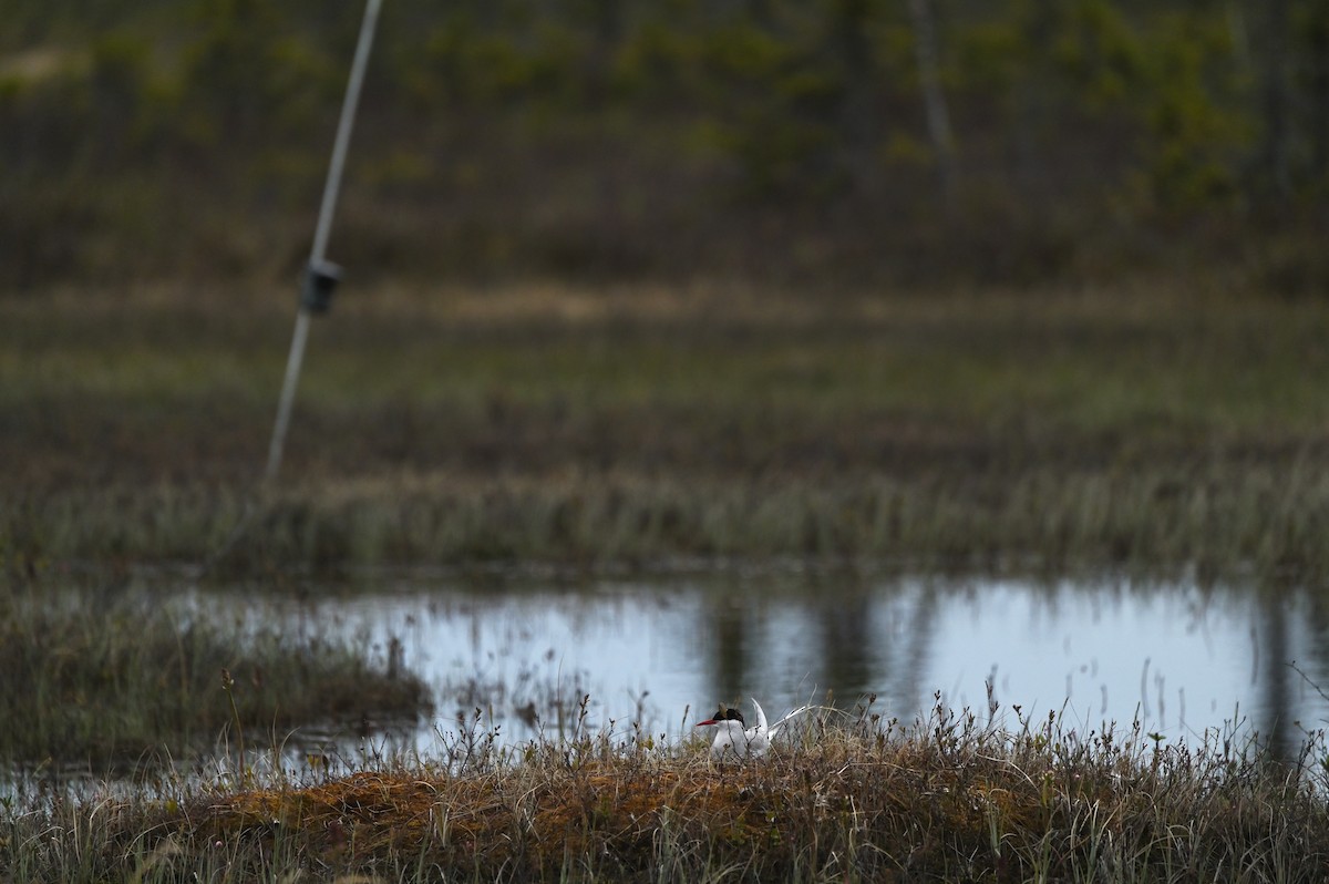 Arctic Tern - ML640487841