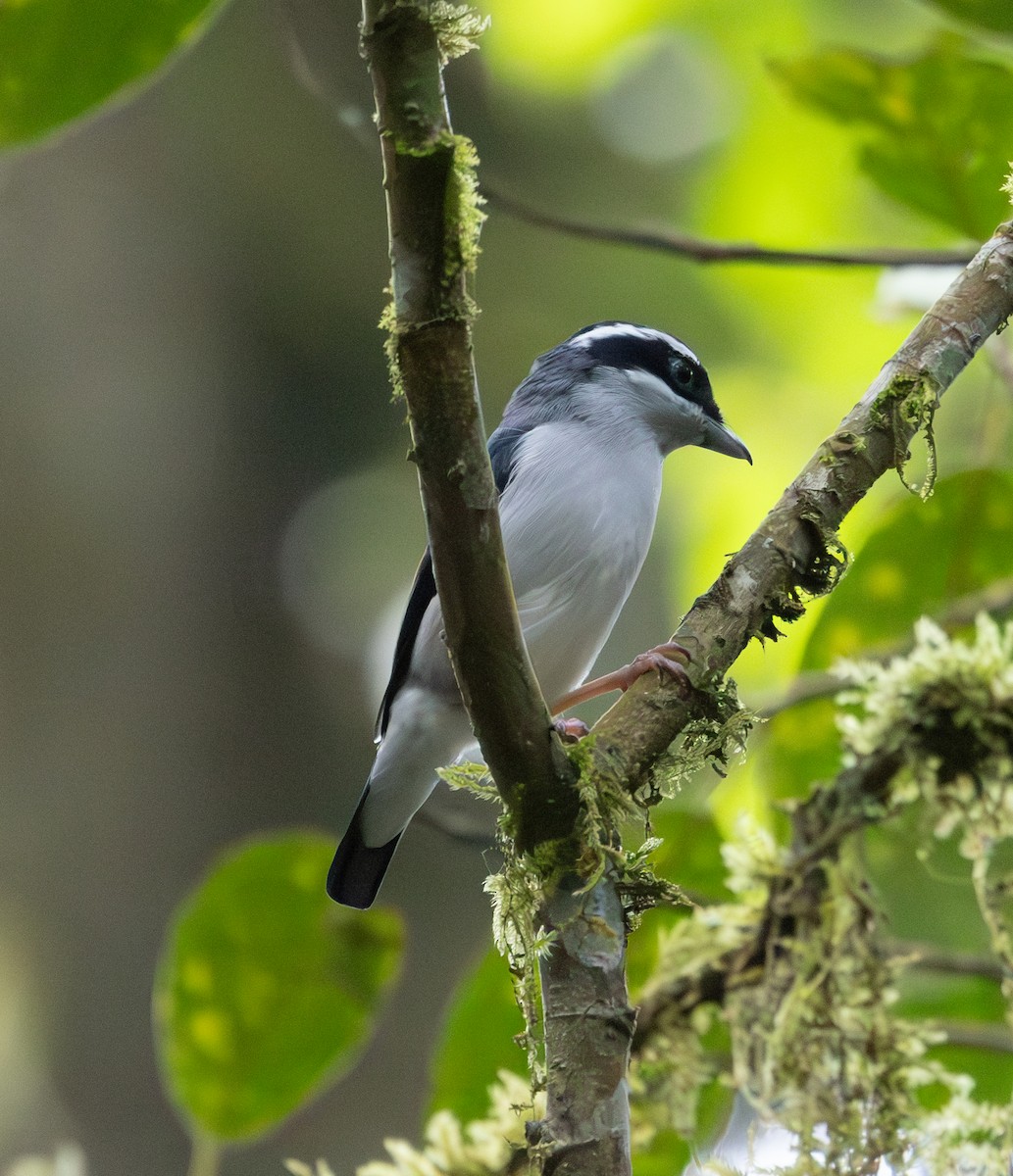 White-browed Shrike-Babbler - ML640487844