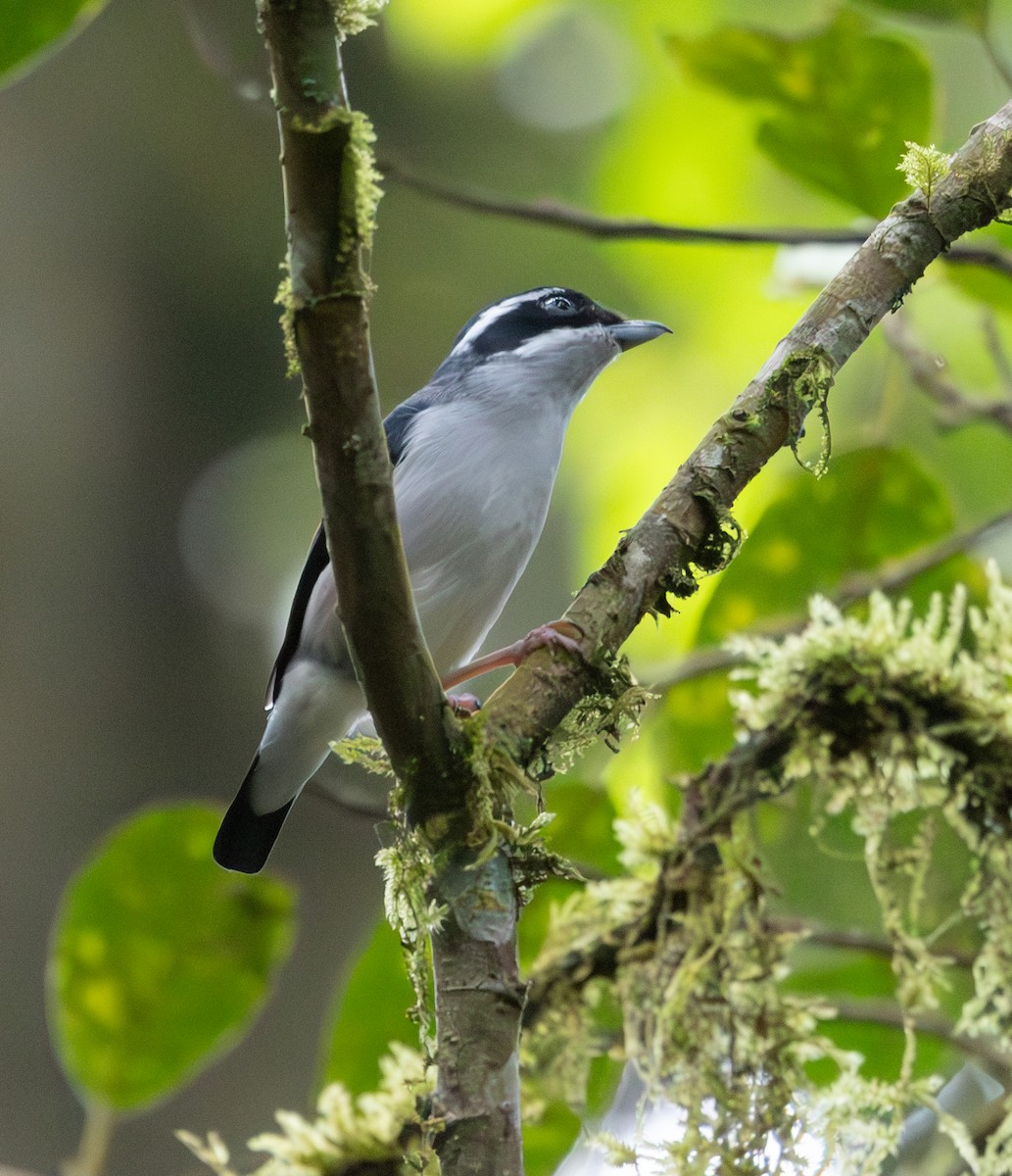 White-browed Shrike-Babbler - ML640487845