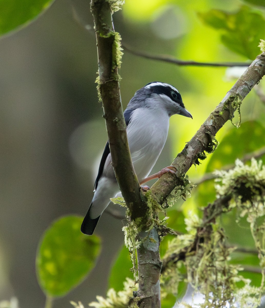 White-browed Shrike-Babbler - ML640487846