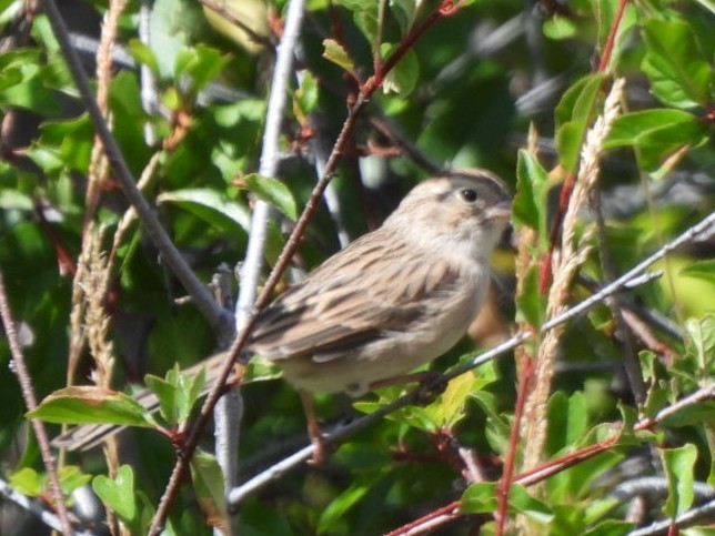 Brewer's Sparrow - ML640487848