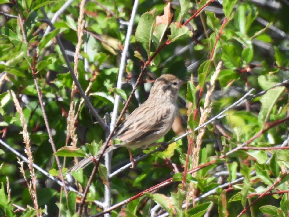 Brewer's Sparrow - ML640487851