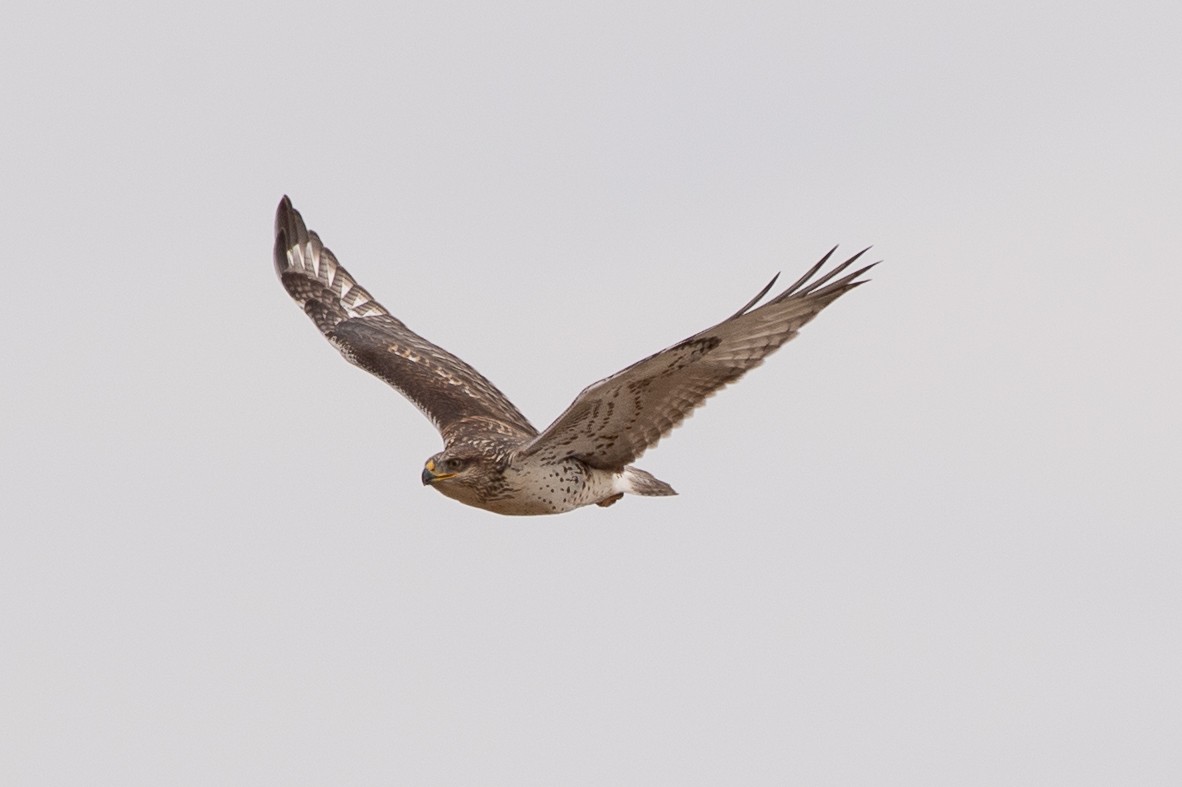 Ferruginous Hawk - ML640487852