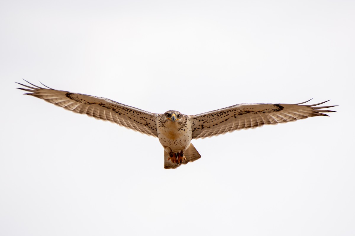 Ferruginous Hawk - ML640487853