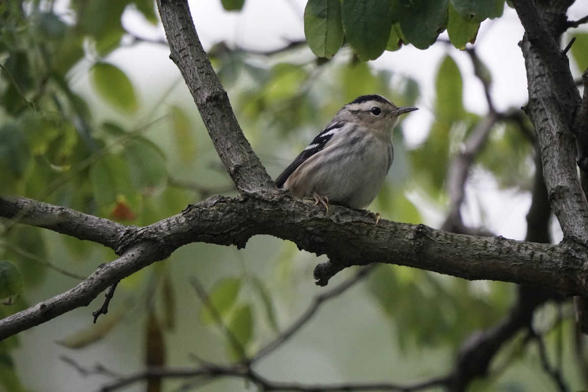 Black-and-white Warbler - ML640487854