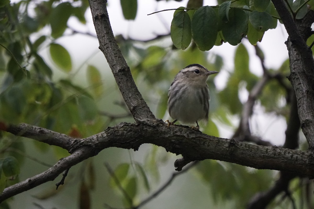Black-and-white Warbler - ML640487855