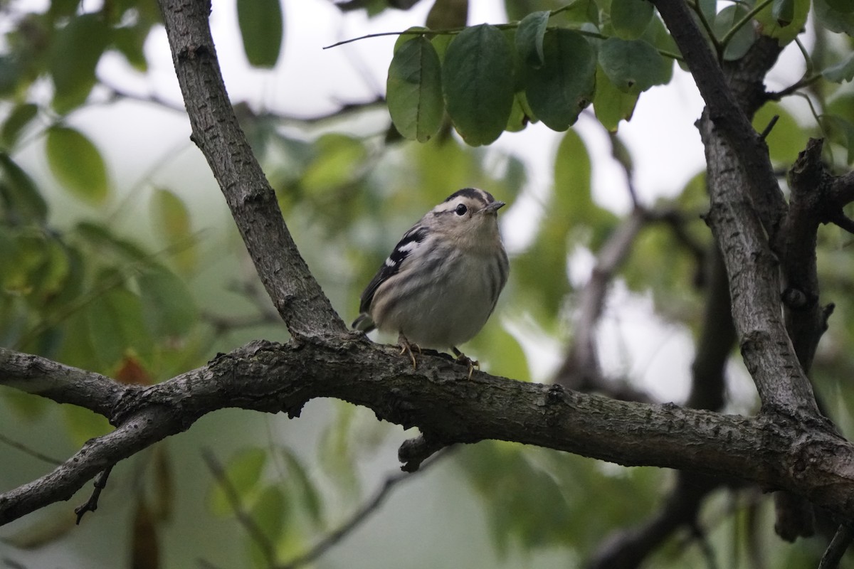 Black-and-white Warbler - ML640487856