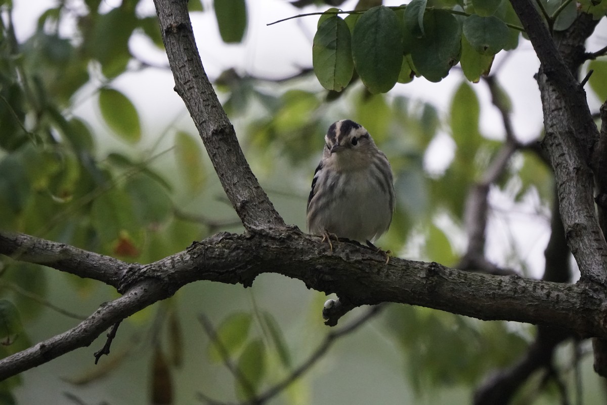 Black-and-white Warbler - ML640487857