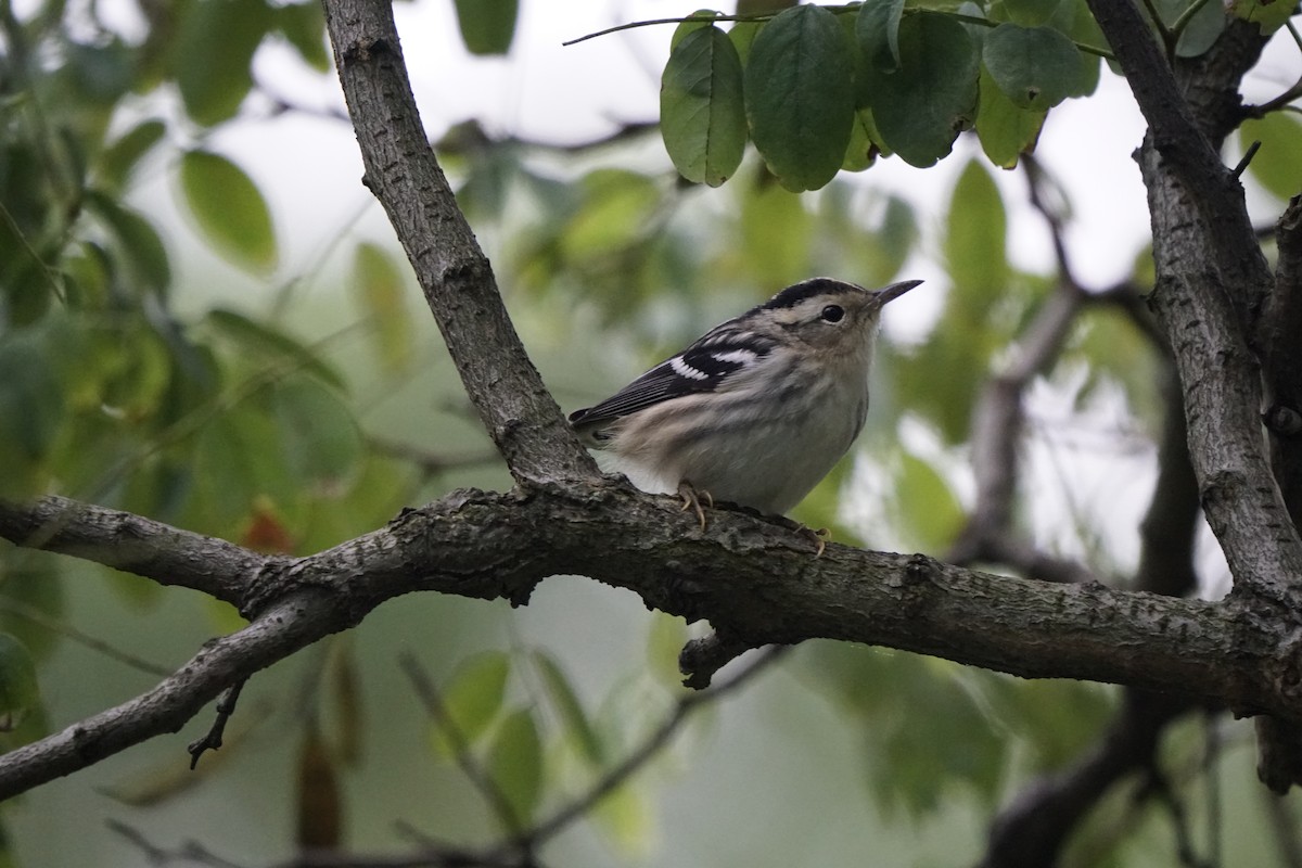 Black-and-white Warbler - ML640487858