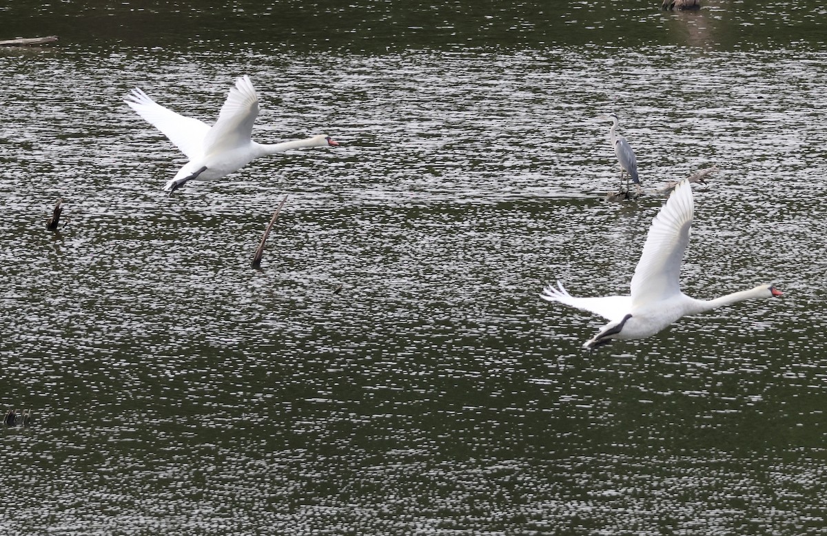 Mute Swan - ML640487859