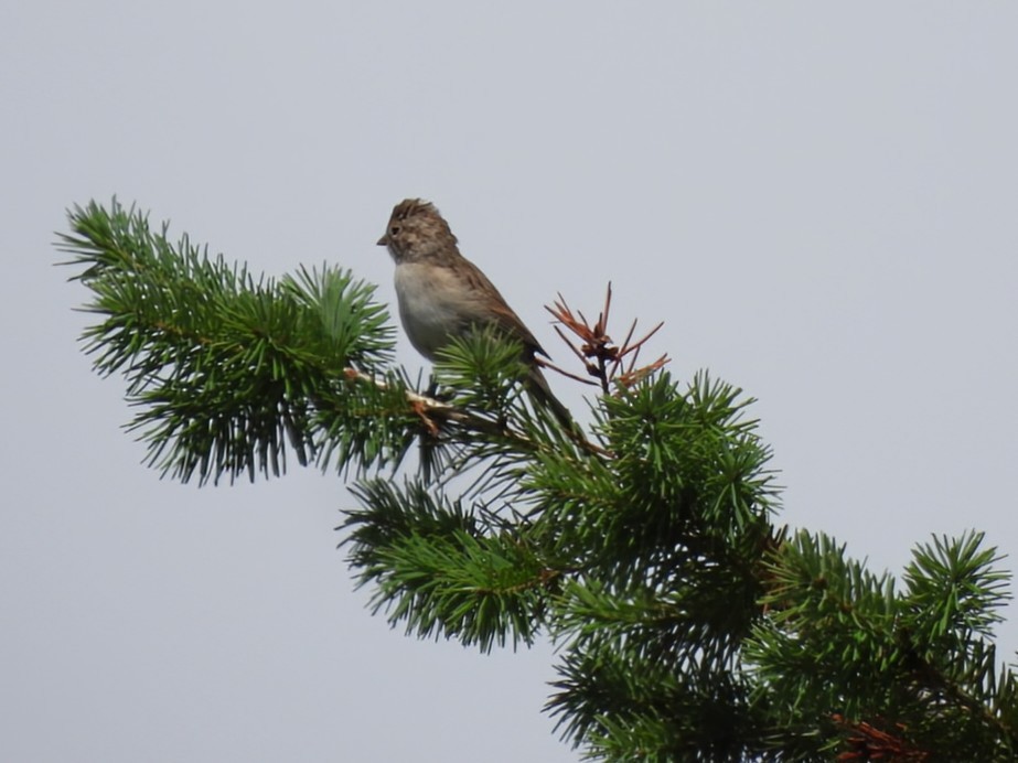 Brewer's Sparrow - ML640487861