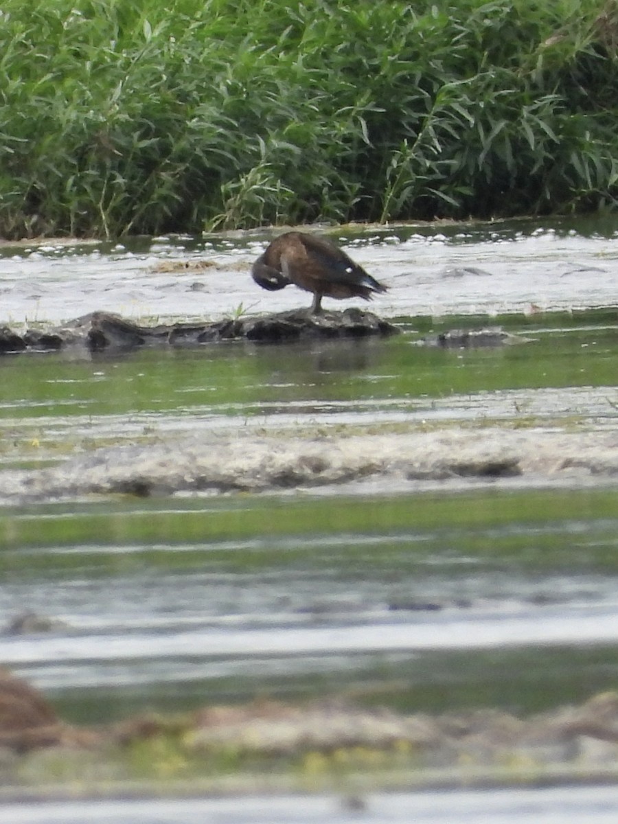 Wood Duck - ML640487862