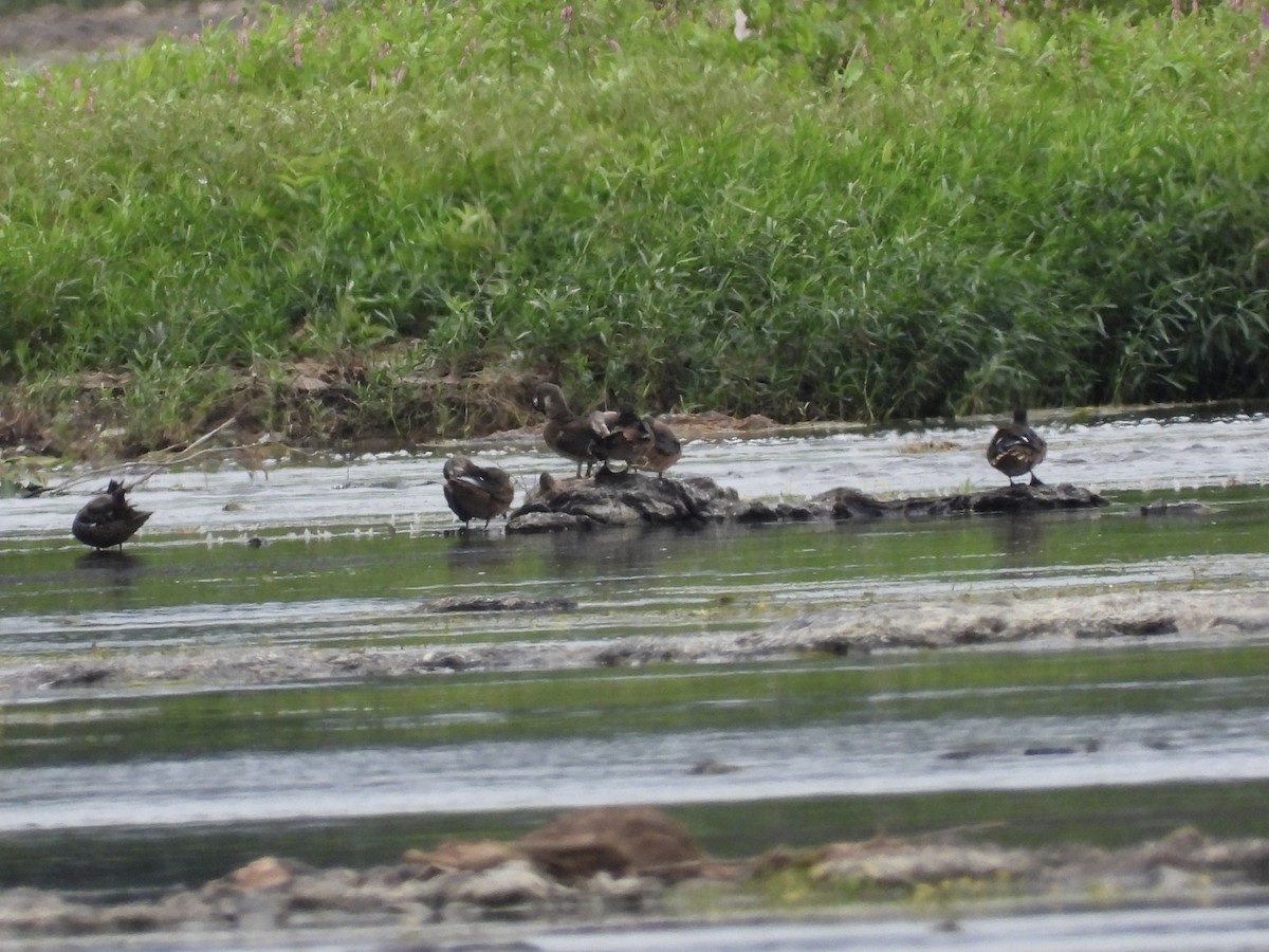 Wood Duck - ML640487863