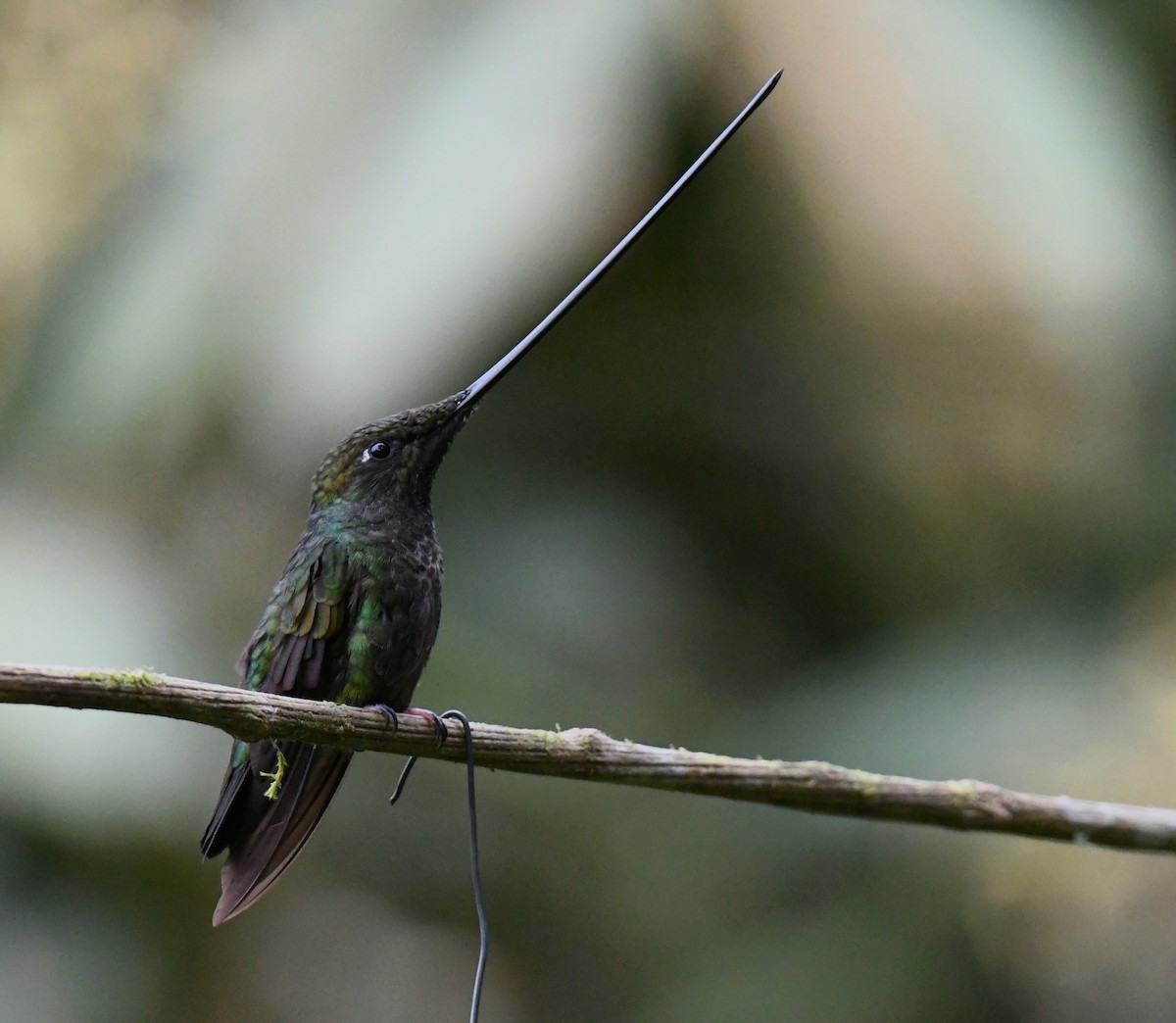 Sword-billed Hummingbird - ML640487864