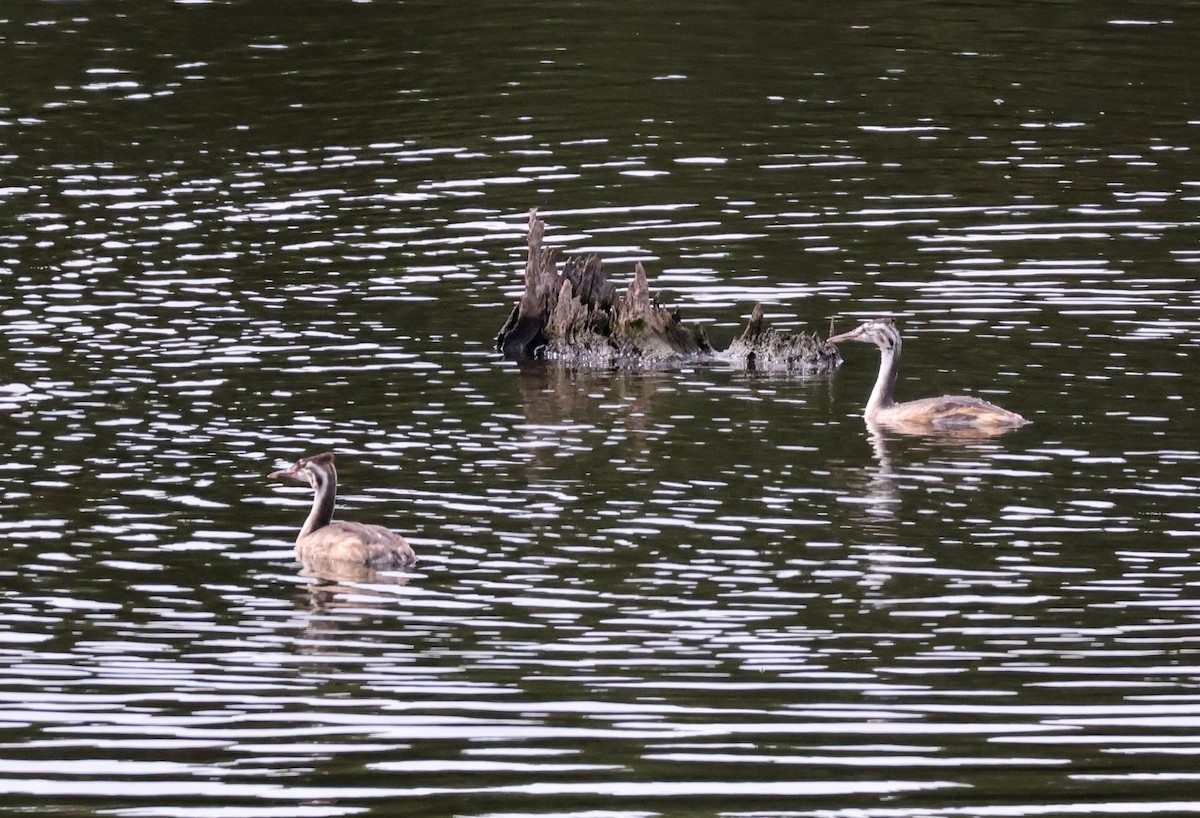Great Crested Grebe - ML640487866