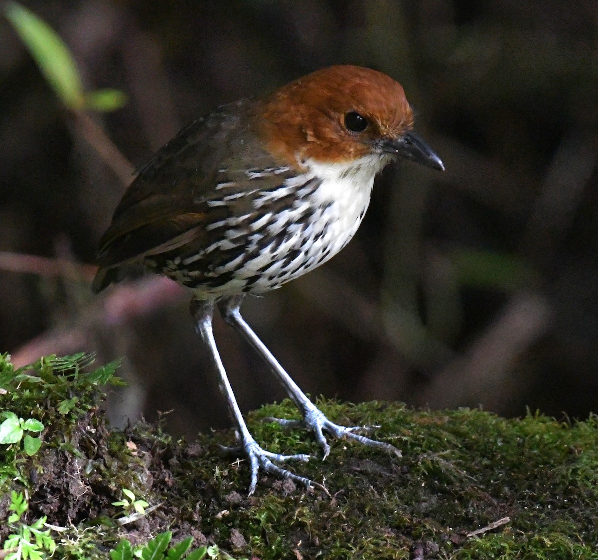 Chestnut-crowned Antpitta - ML640487867