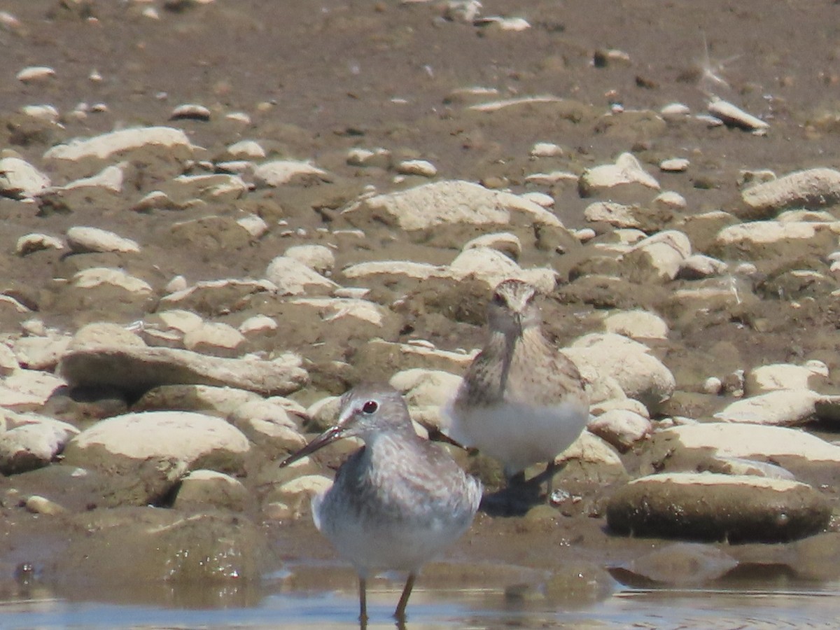 Lesser Yellowlegs - ML640487891