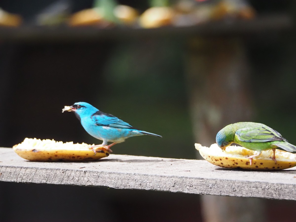 Blue Dacnis - ML640487954