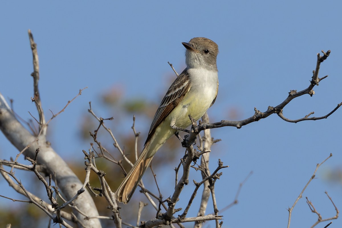 Nutting's Flycatcher - ML640488030