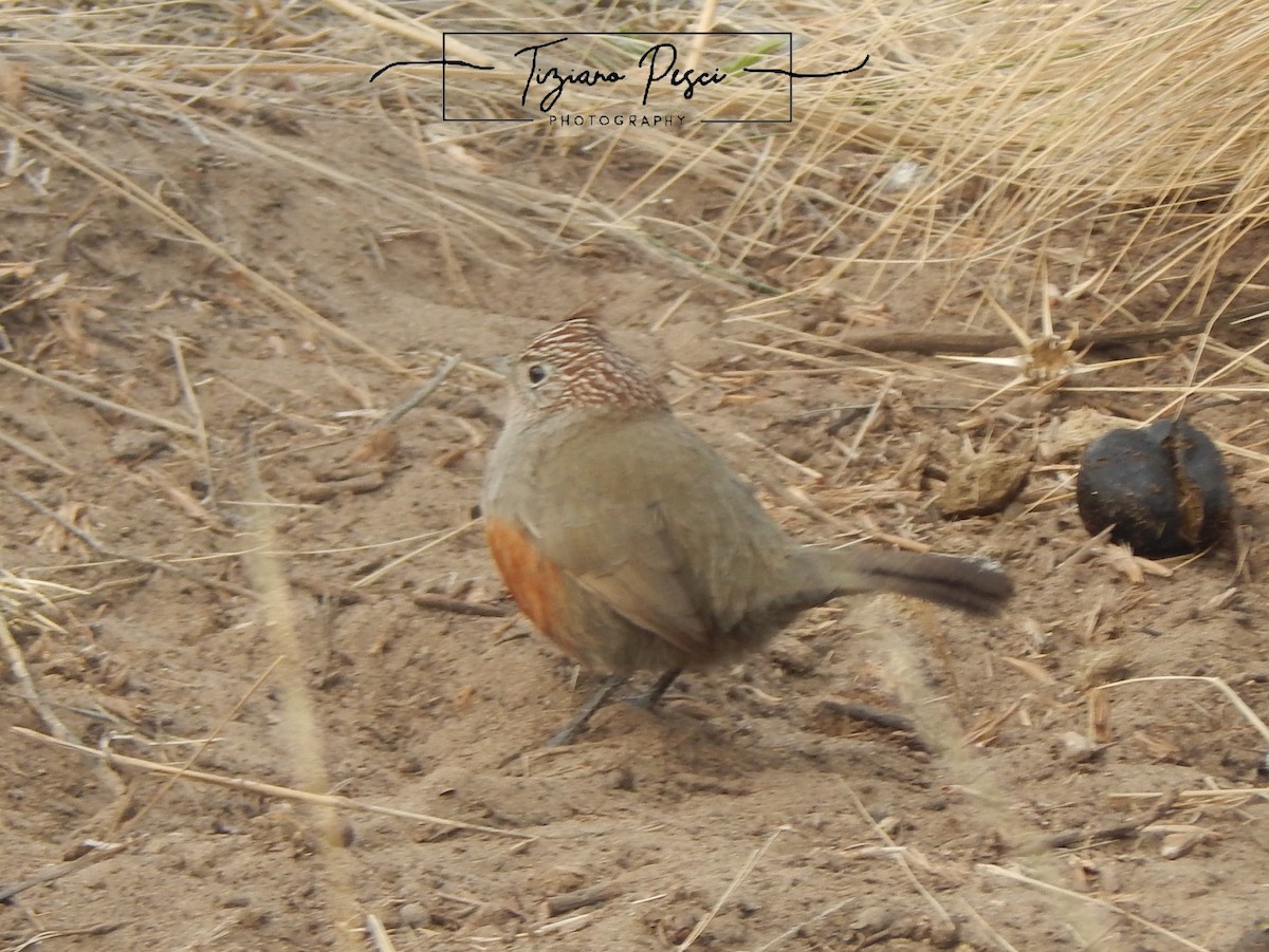 Crested Gallito - ML640488051