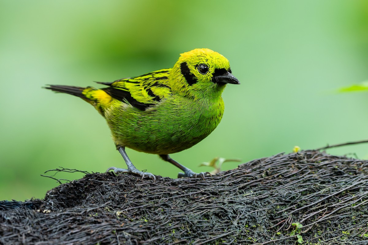 Emerald Tanager - ML640488096