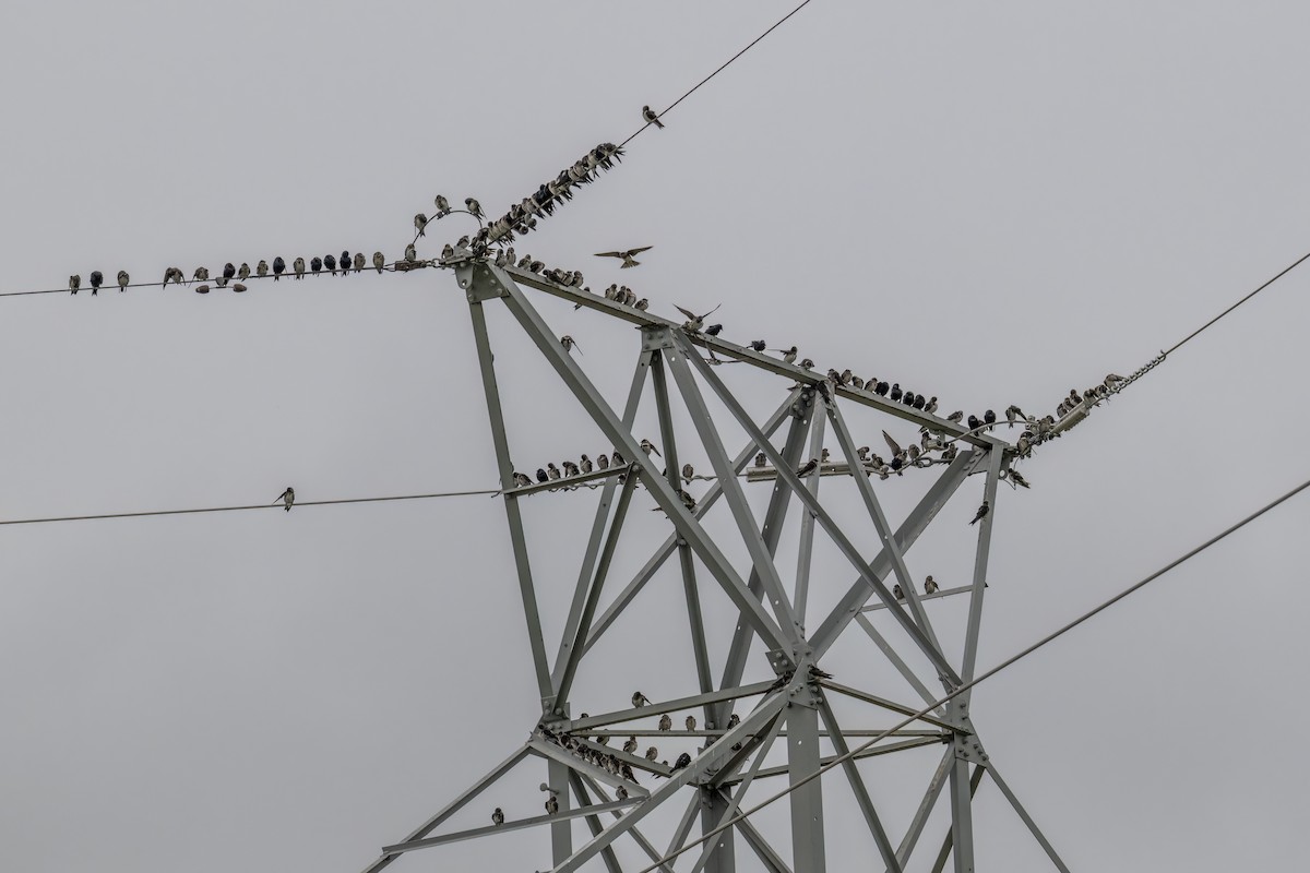 Purple Martin - ML640488132