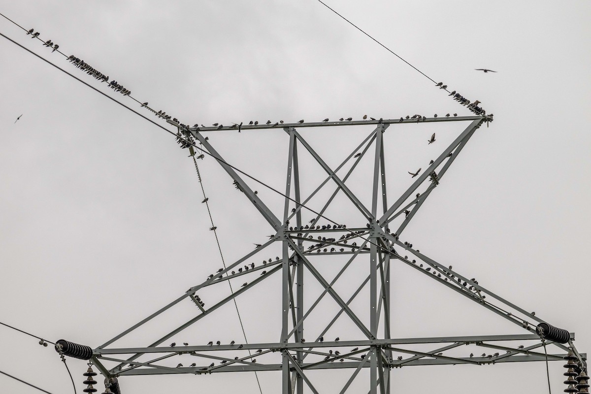 Purple Martin - ML640488134