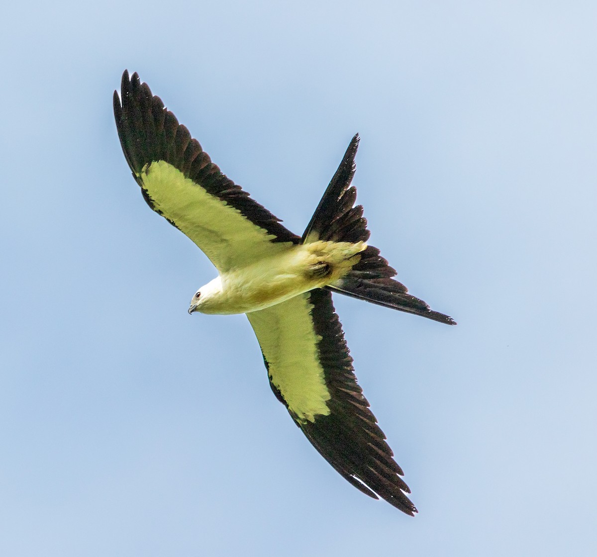 Swallow-tailed Kite - ML640488135