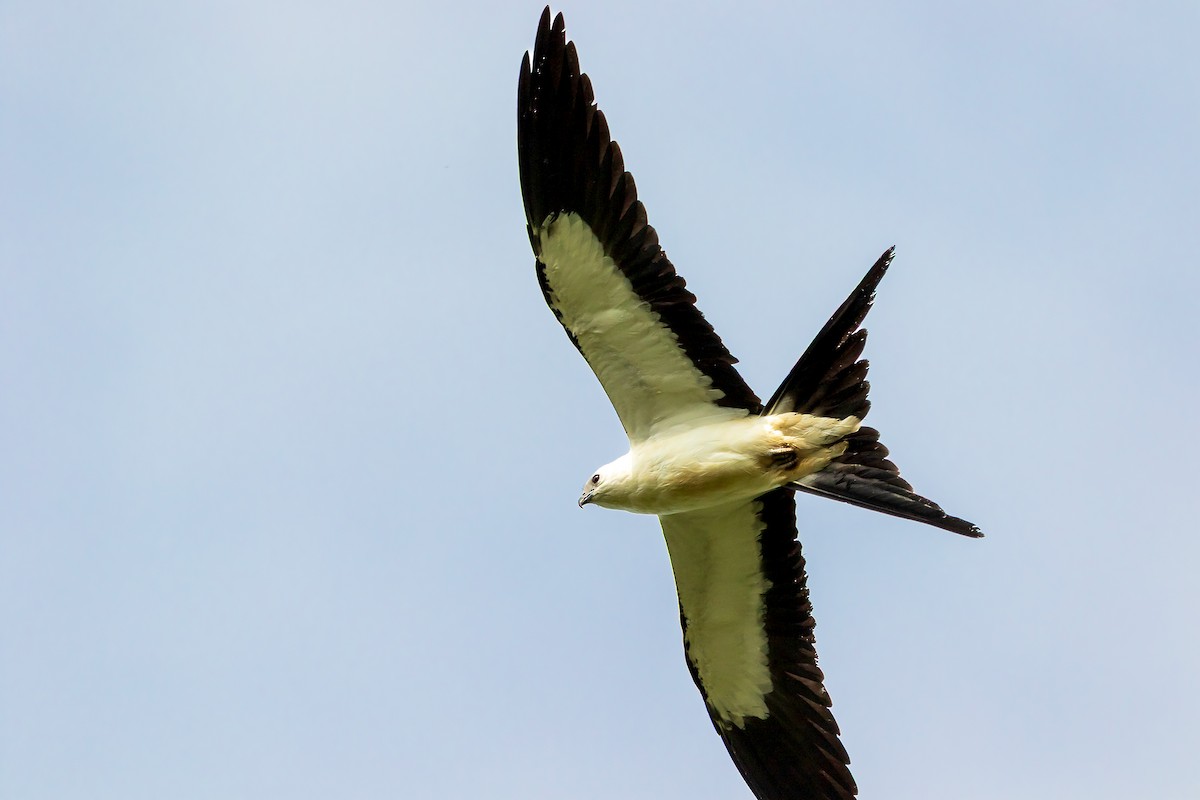 Swallow-tailed Kite - ML640488143