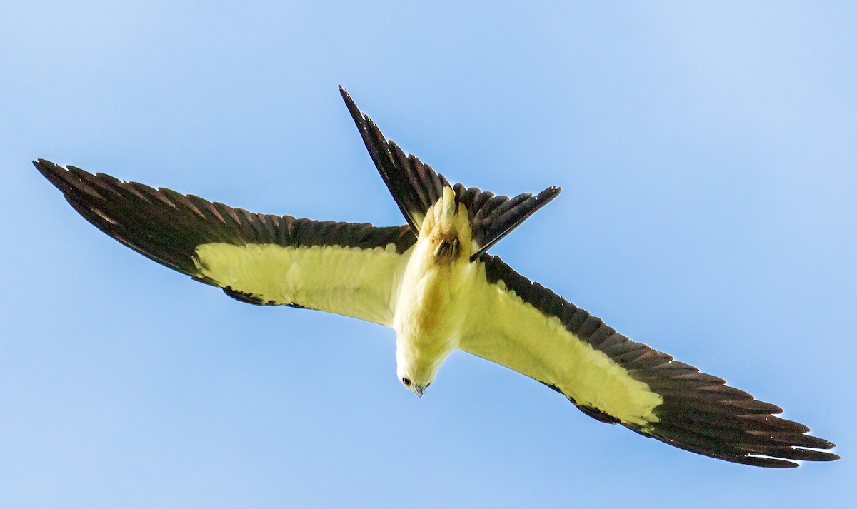 Swallow-tailed Kite - ML640488154