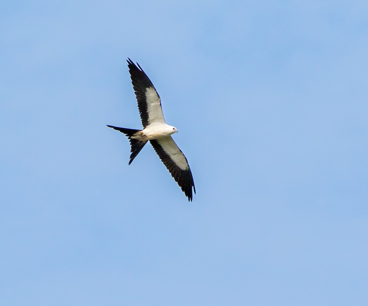 Swallow-tailed Kite - ML640488158