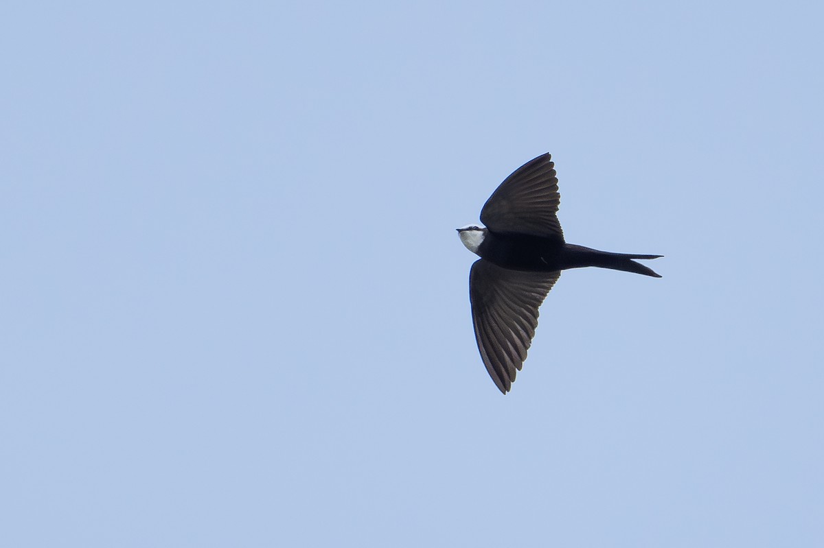 White-headed Sawwing - ML640488170