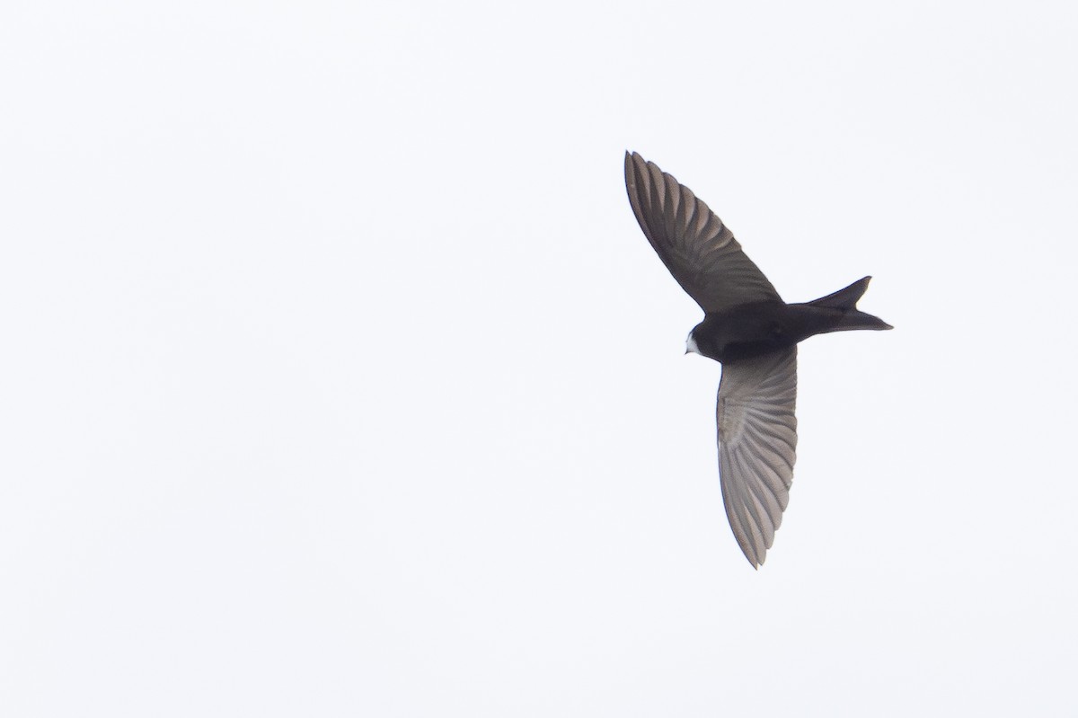 White-headed Sawwing - ML640488173
